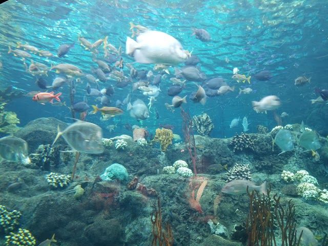 The Florida Aquarium